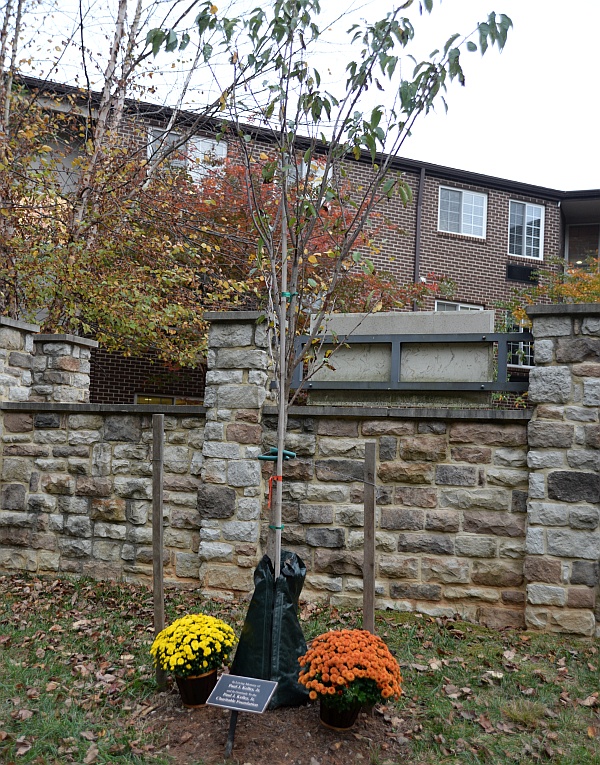 Cherry tree with flowers and plaque